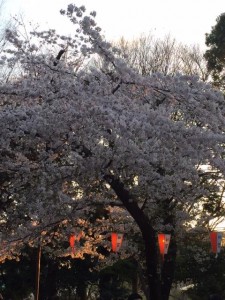 お花見in上野/亀有の美容室PRIDE.RISE