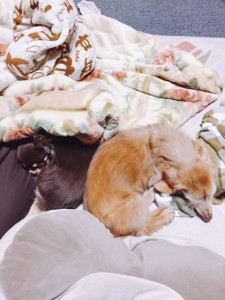 我が家の犬/亀有の美容室PRIDE.RISE