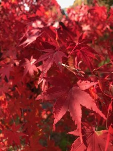 紅葉/亀有の美容室PRIDE.RISE