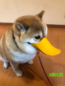 柴犬はなちゃん