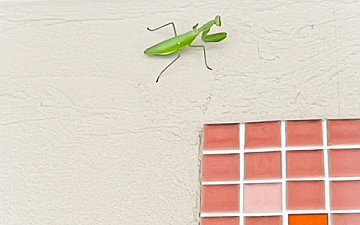 かまきりと一緒に/亀有の美容室PRIDE.RISE