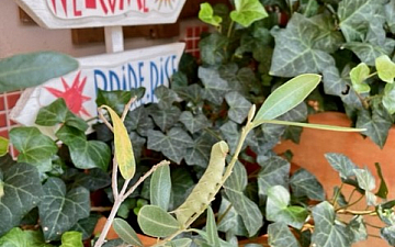 はらぺこあおむし/亀有美容室PRIDE.RISE