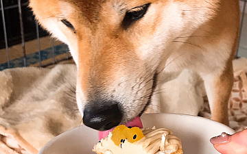 誕生日/ヘナ100% PRIDE亀有