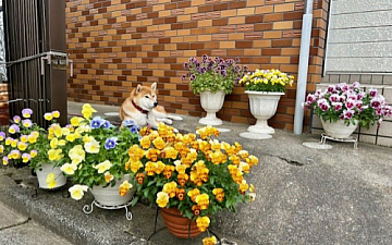 趣味?/亀有の美容室PRIDE.RISE