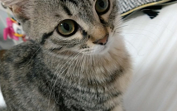 ゴローちゃん/亀有の美容室PRIDE.RISE