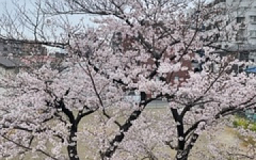 サクラ
