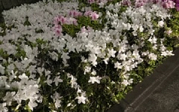 つつじ