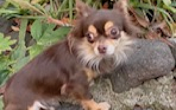 100%ヘナの店/亀有の美容室PRIDE.RISE