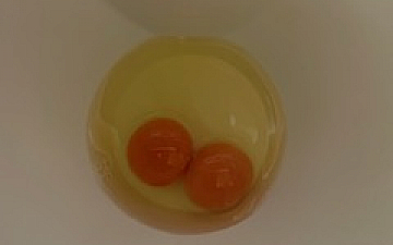 双子たまご!/PRIDE.RISE