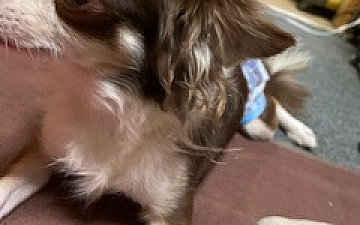 新しい家族/PRIDE.RISE