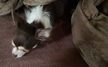 最近のジャズ/PRIDE.RISE