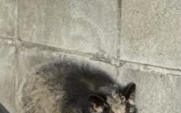 ハクビシン/PRIDE.RISE