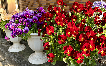 私のお花達/亀有美容室PRIDE.RISE