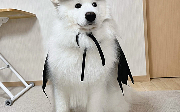 ハッピーハロウィン!!/亀有の美容室PRIDE.RISE