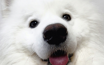 12月キャンペーン/亀有の美容室PRIDE.RISE