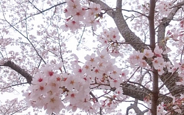 桜/亀有美容室PRIDE.RISE